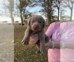 Small Labrador Retriever