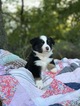 Small Photo #3 Miniature Australian Shepherd Puppy For Sale in NEW BRAUNFELS, TX, USA