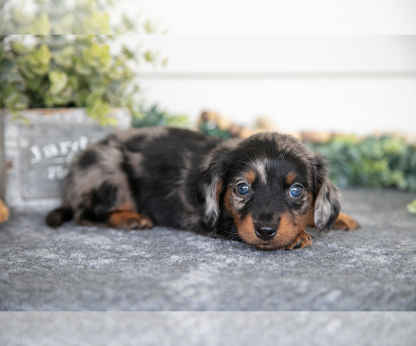 Medium Photo #5 Dachshund Puppy For Sale in BREMEN, IN, USA