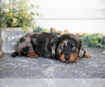 Puppy Ziggy Dachshund