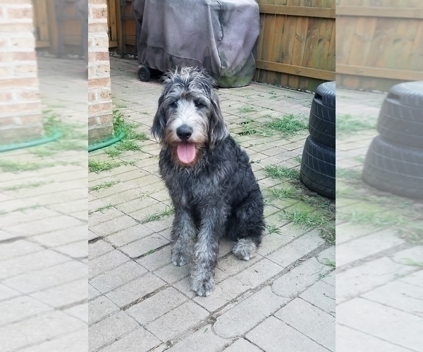 Medium Photo #5 Labradoodle Puppy For Sale in CHICAGO, IL, USA