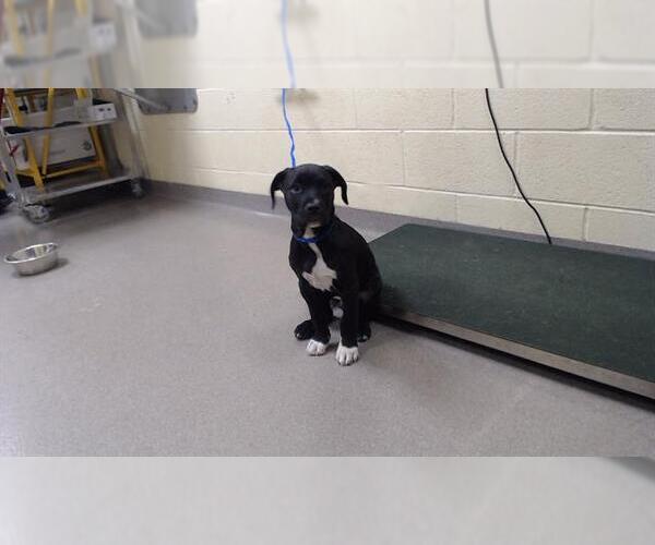 Medium Photo #1 Mutt Puppy For Sale in Denver, CO, USA