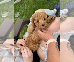 Cavapoo Puppy for sale in CHARLESTON, WV, USA