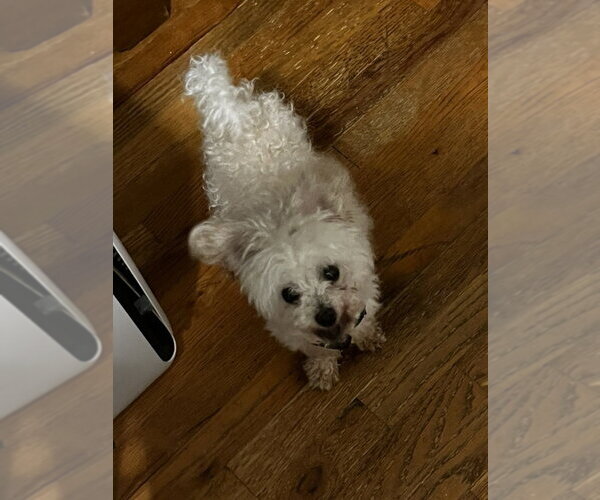 Medium Photo #3 Poodle (Miniature)-Unknown Mix Puppy For Sale in Elmsford, NY, USA