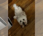 Small #2 Poodle (Miniature) Mix