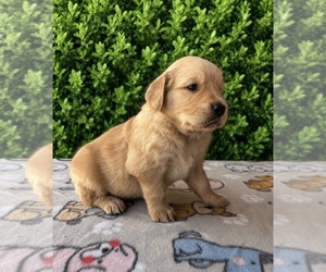 English Cream Golden Retriever Puppy for Sale in CERES, California USA