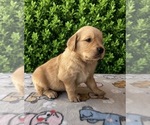 Image preview for Ad Listing. Nickname: Litter of 5