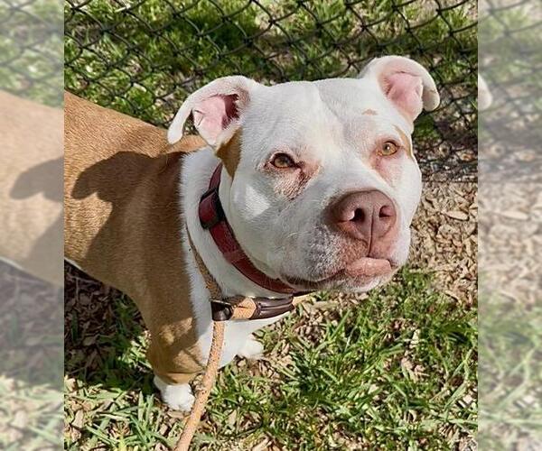 Medium Photo #2 American Pit Bull Terrier Puppy For Sale in Fort Lauderdale, FL, USA