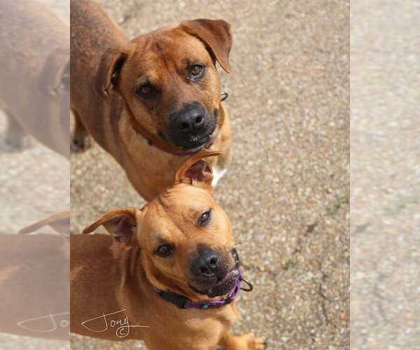 Medium Photo #2 American Pit Bull Terrier Puppy For Sale in Southbury, CT, USA