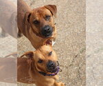Small Photo #2 American Pit Bull Terrier Puppy For Sale in Southbury, CT, USA
