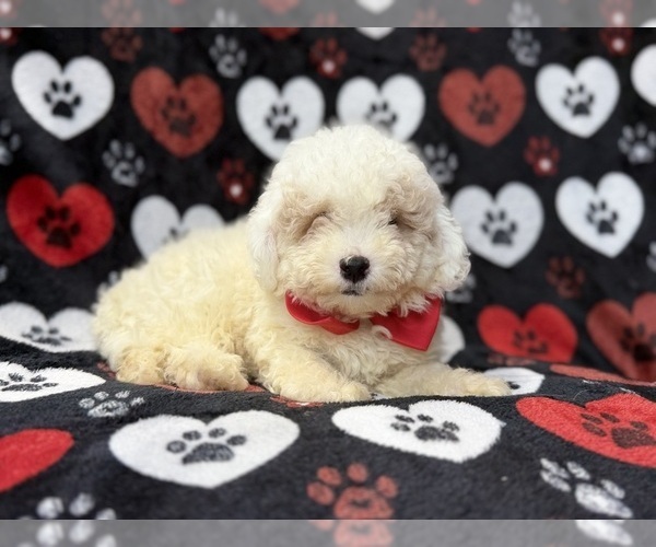 Medium Photo #10 Bichpoo Puppy For Sale in LAKELAND, FL, USA