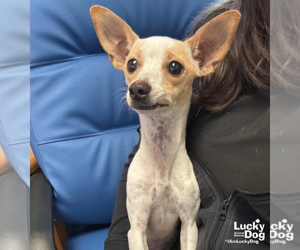 Medium Photo #1 Chihuahua-Unknown Mix Puppy For Sale in Washington, DC, USA