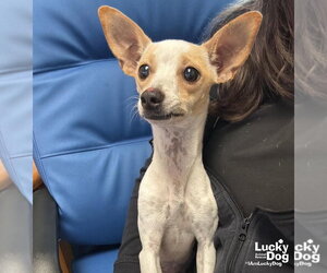 Chihuahua-Unknown Mix Dogs for adoption in Washington, DC, USA