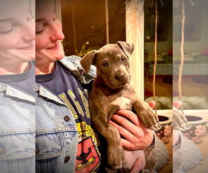 Jack - Male Mutt Dog for Adoption - Photo #3