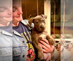 Small Photo #3 Mutt Puppy For Sale in Belleville, MI, USA