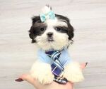 Small Photo #2 Shih Tzu Puppy For Sale in LAS VEGAS, NV, USA