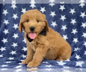 Goldendoodle Puppy for sale in LANCASTER, PA, USA