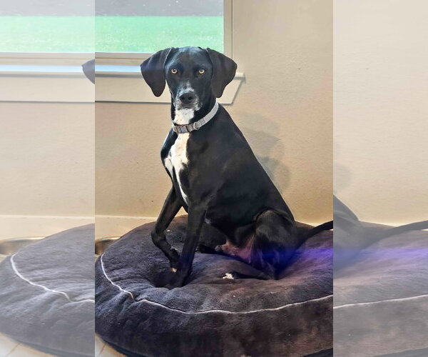 Medium Photo #3 Labrador Retriever-Unknown Mix Puppy For Sale in McKinney, TX, USA