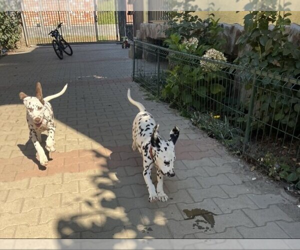 Medium Photo #9 Dalmatian Puppy For Sale in Iernut, Mures, Romainia