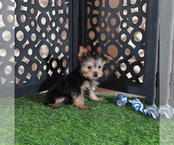 Medium Photo #2 Yorkshire Terrier Puppy For Sale in MOUNT VERNON, OH, USA