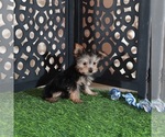 Small #1 Yorkshire Terrier