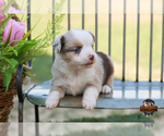 Small #17 Miniature Australian Shepherd