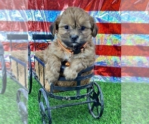 ShihPoo Dog for Adoption in CASSVILLE, Missouri USA