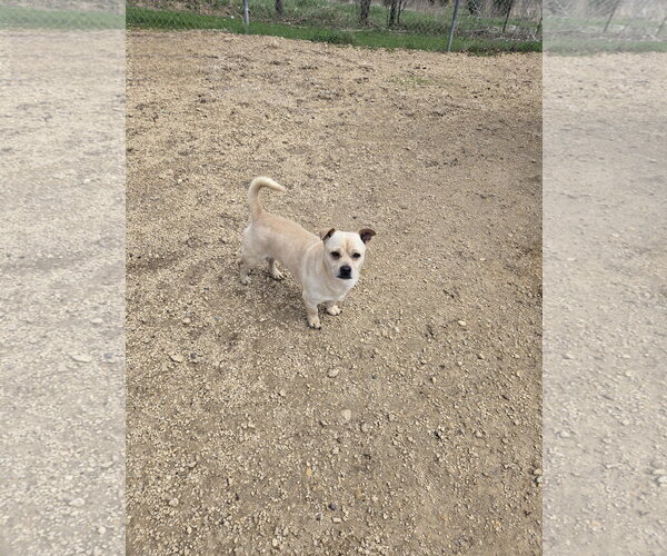 Medium Photo #1 Mutt Puppy For Sale in Maquoketa, IA, USA