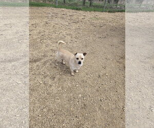 Mutt Dogs for adoption in Maquoketa, IA, USA