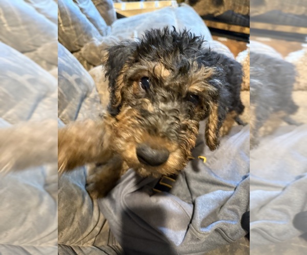 Medium Photo #4 Airedale Terrier Puppy For Sale in FLAGSTAFF, AZ, USA