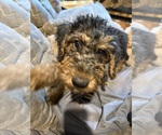 Small #3 Airedale Terrier