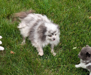 Mother of the Pomeranian puppies born on 04/22/2025