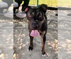 DOLLY - Female Holland Shepherd Dog for Adoption - Photo #2
