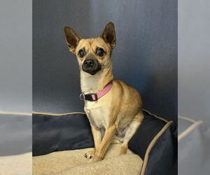 Chihuahua-Unknown Mix Dogs for adoption in Fort Collins, CO, USA