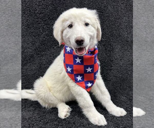 Medium Photo #3 Great Pyrenees-Unknown Mix Puppy For Sale in Grafton, WI, USA