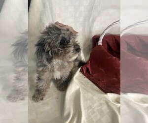 Cavapoo Puppy for sale in KLEIN, TX, USA