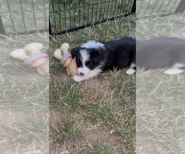 Medium Photo #20 Border Collie Puppy For Sale in CAMAS, WA, USA