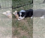 Small Photo #20 Border Collie Puppy For Sale in CAMAS, WA, USA