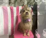 Small Photo #11 Norfolk Terrier-Unknown Mix Puppy For Sale in Princeton, MN, USA