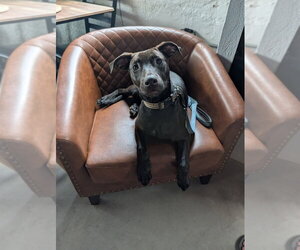 Higgins - Male Mutt Dog for Adoption - Photo #3