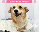 Small #3 Pembroke Welsh Corgi