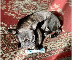 Mother of the French Bulldog puppies born on 05/02/2025