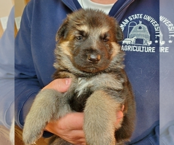 Medium Photo #3 German Shepherd Dog Puppy For Sale in PALMYRA, MO, USA