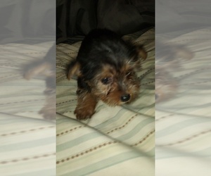 Yorkshire Terrier Puppy for sale in POWHATAN, VA, USA