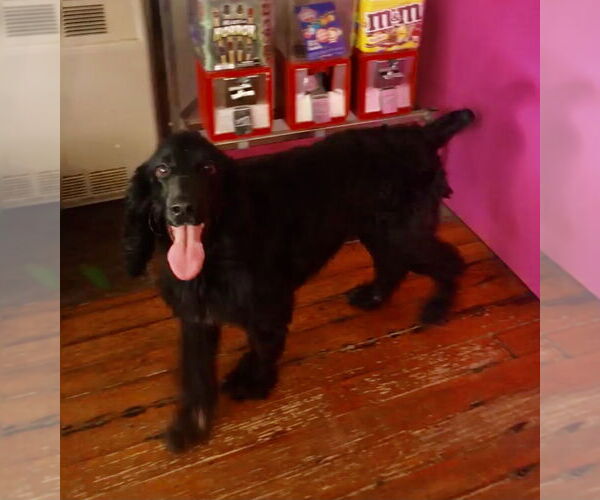 Medium Photo #3 English Springer Spaniel Puppy For Sale in Flushing, NY, USA