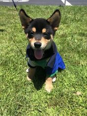 Shiba Inu Puppy for sale in ANAHEIM, CA, USA