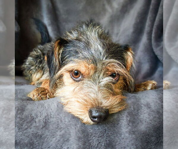 Medium Photo #3 Mutt Puppy For Sale in Albuquerque, NM, USA