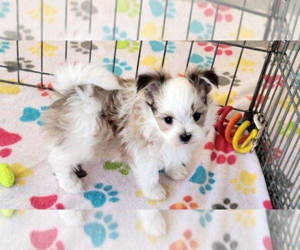 Medium Photo #3 Papitese Puppy For Sale in ORO VALLEY, AZ, USA