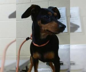 Dachshund Dogs for adoption in Downey, CA, USA