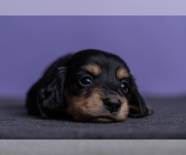 Medium Photo #22 Dachshund Puppy For Sale in CROWLEY, TX, USA